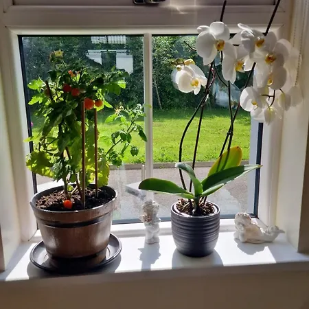 Silvi's Borris Carlow Panzió *